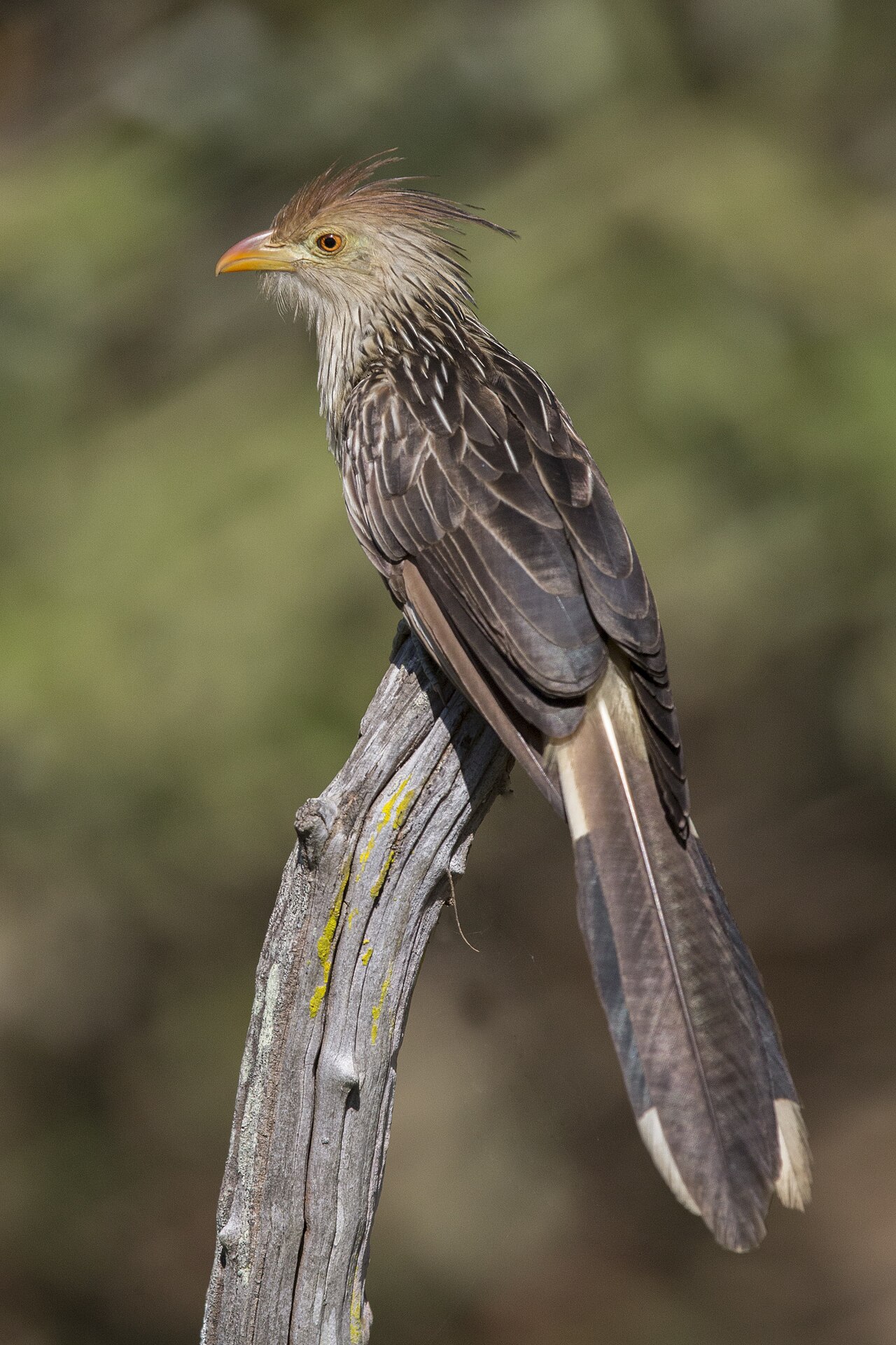 Anu-branco (Guira guira)