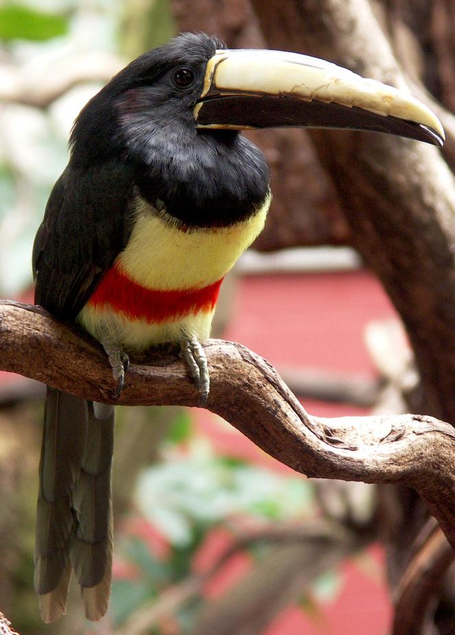 Araçari-de-bico-branco (Pteroglossus aracari)