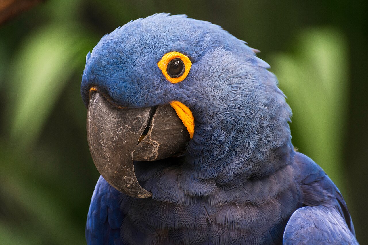 Arara-azul-grande (Anodorhynchus hyacinthinus), a maior arara do mundo