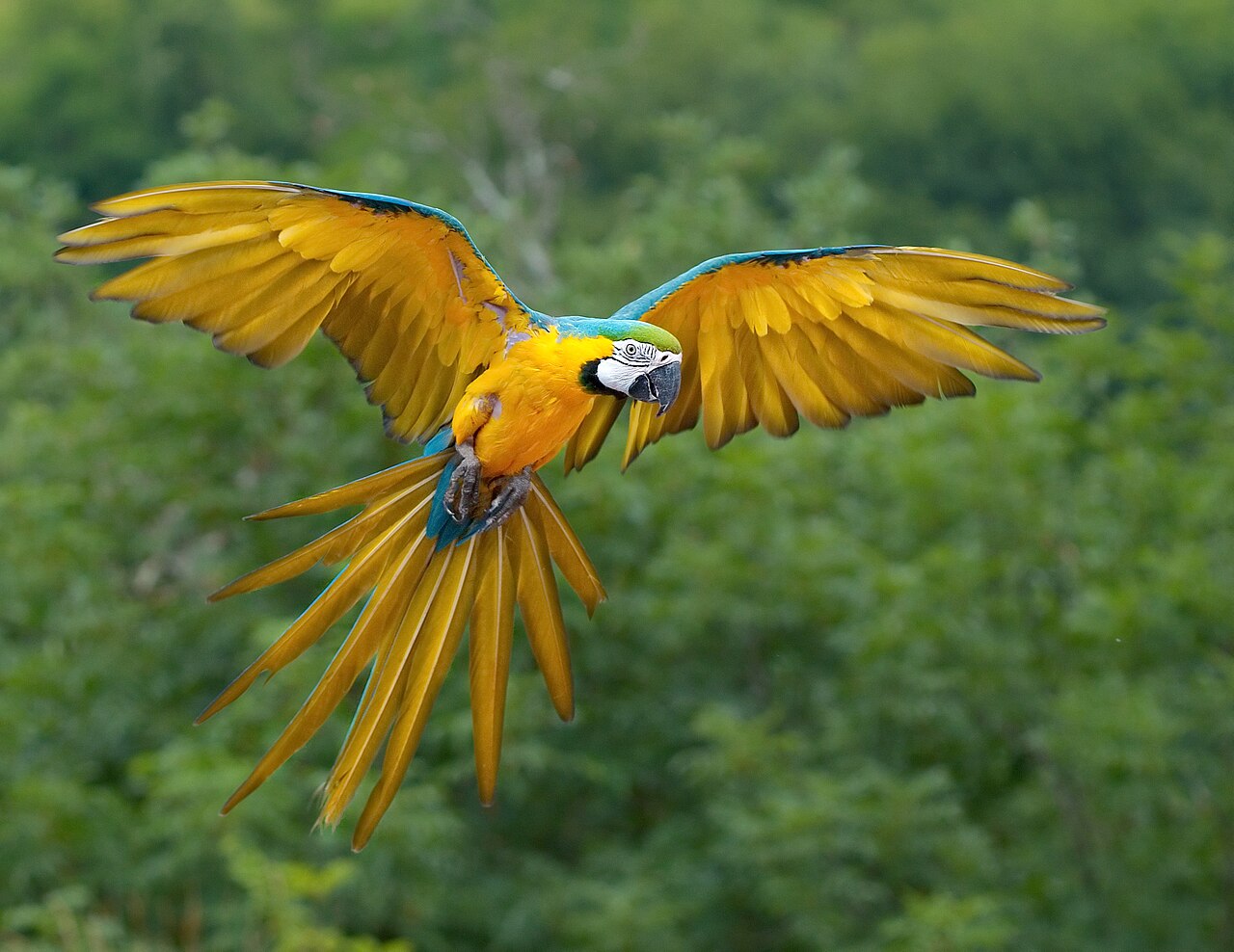 Arara-canindé (Ara ararauna)