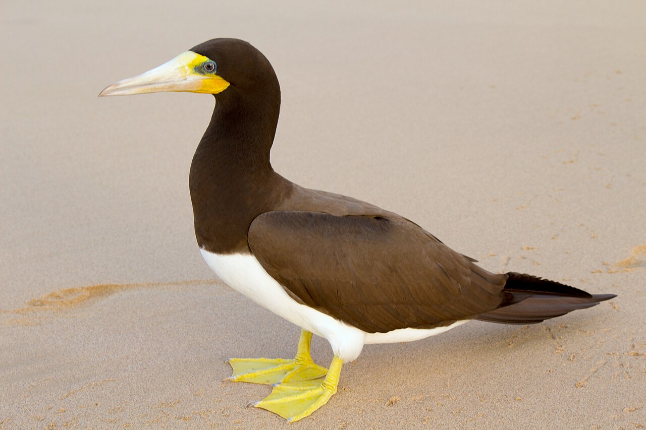 Atobá-marrom (Sula leucogaster)