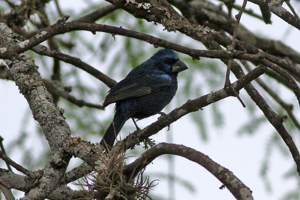 Azulão (Cyanoloxia brissonii)