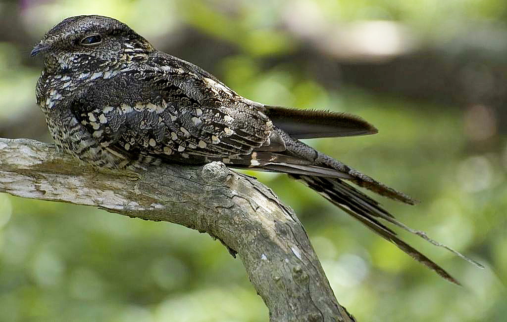 Bacurau-tesoura (Hydropsalis torquata)