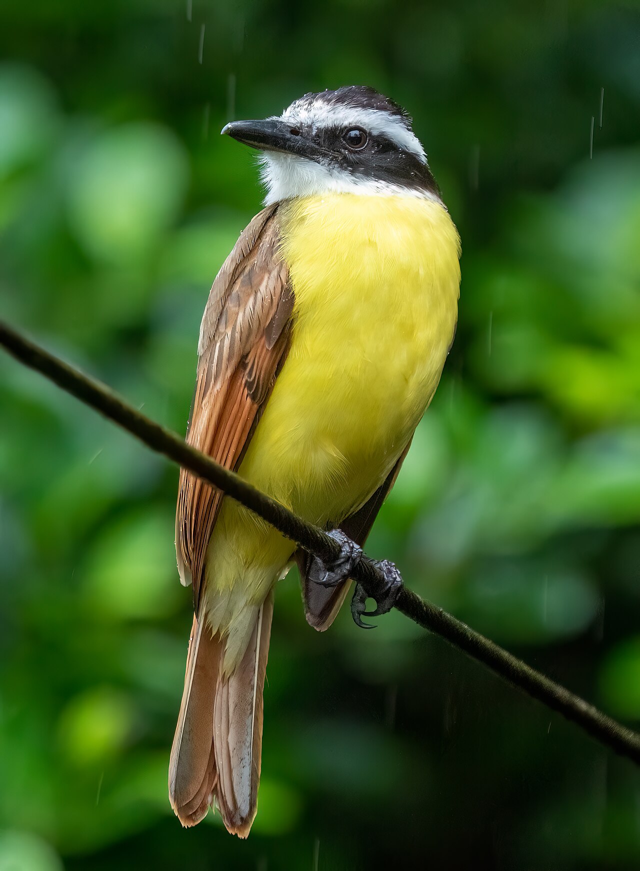 Bem-te-vi (Pitangus sulphuratus)