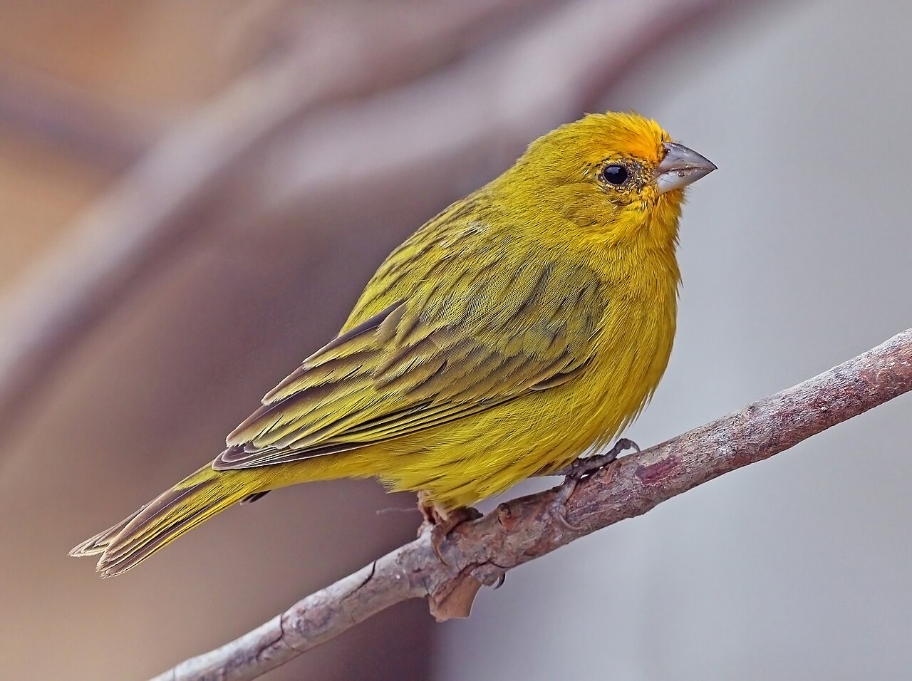 Canário-da-terra (Sicalis flaveola)