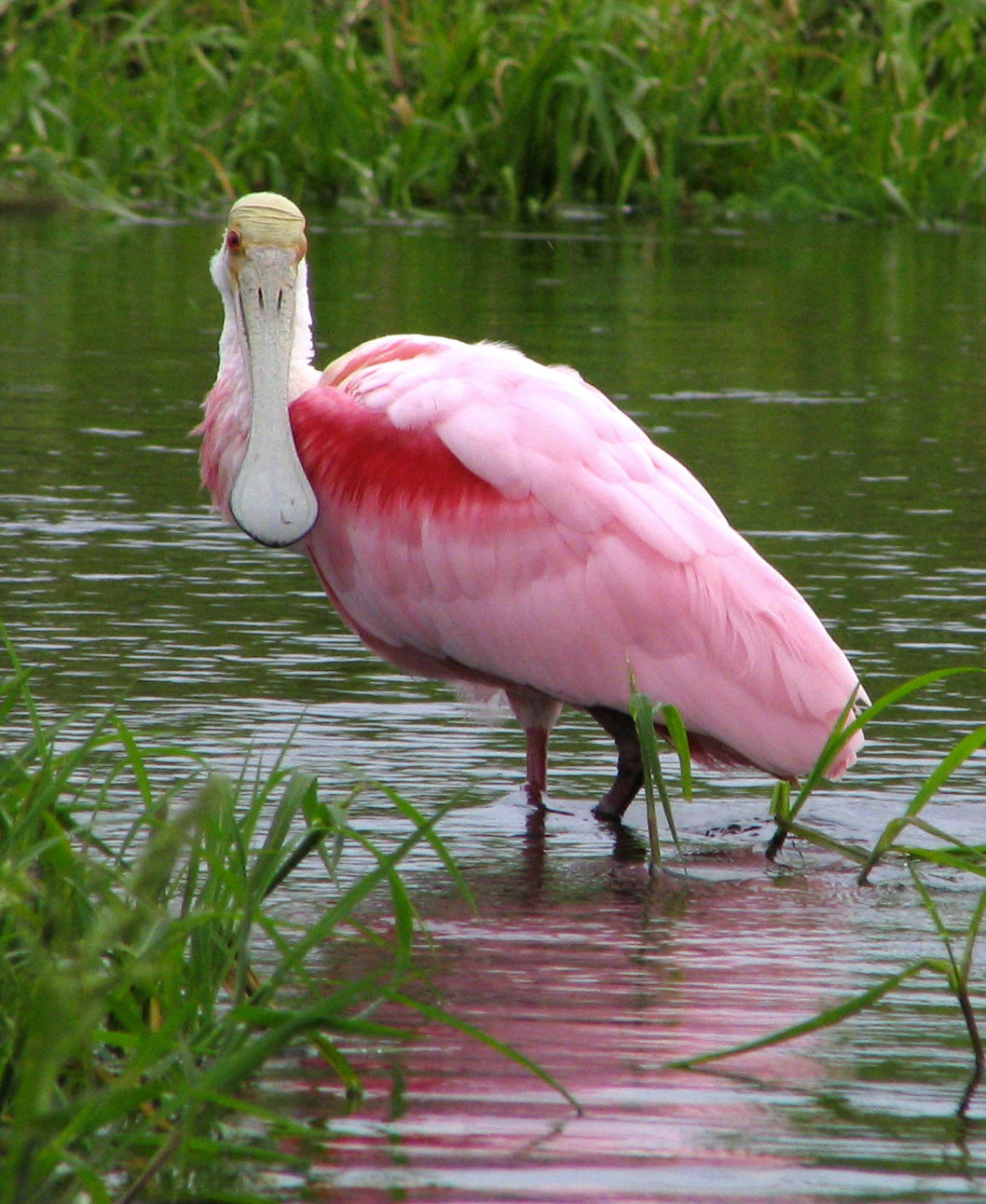 Colhereiro (Platalea ajaja)