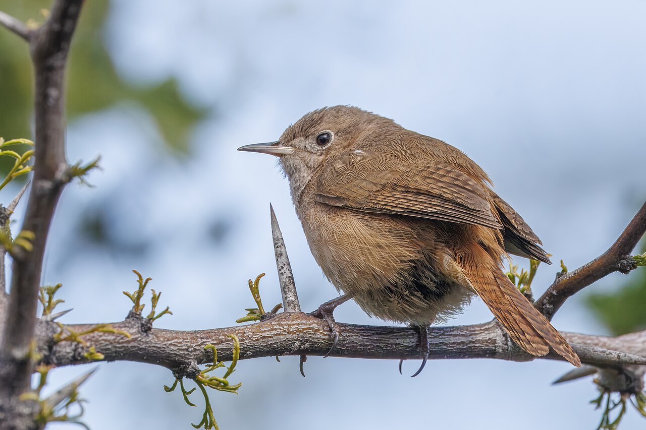 Corruíra (Troglodytes musculus)