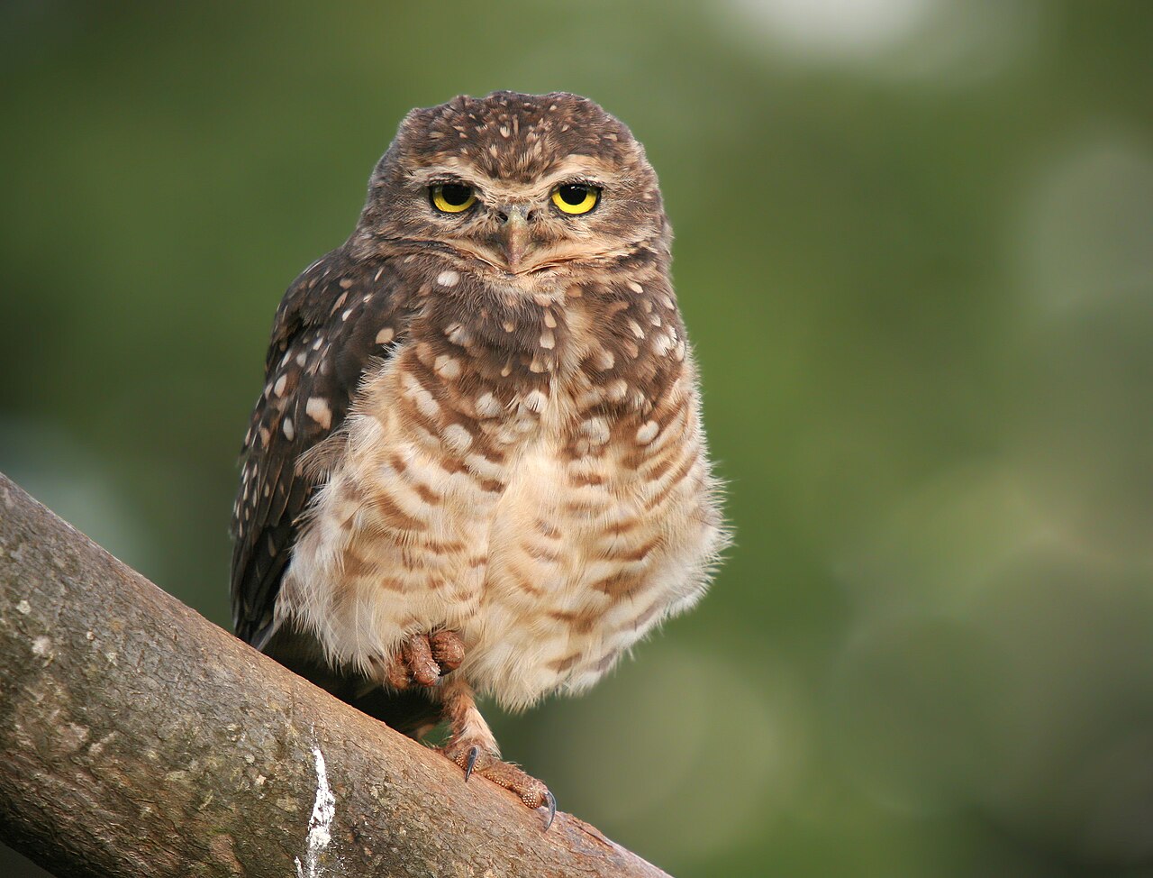 Coruja-buraqueira (Athene cunicularia)