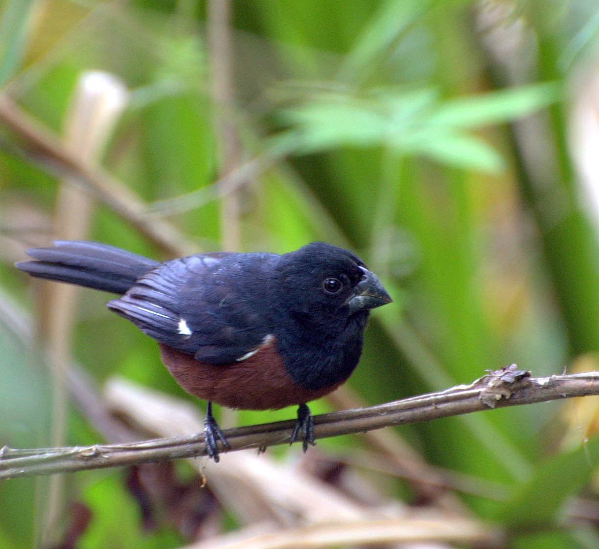 Curió (Sporophila angolensis)