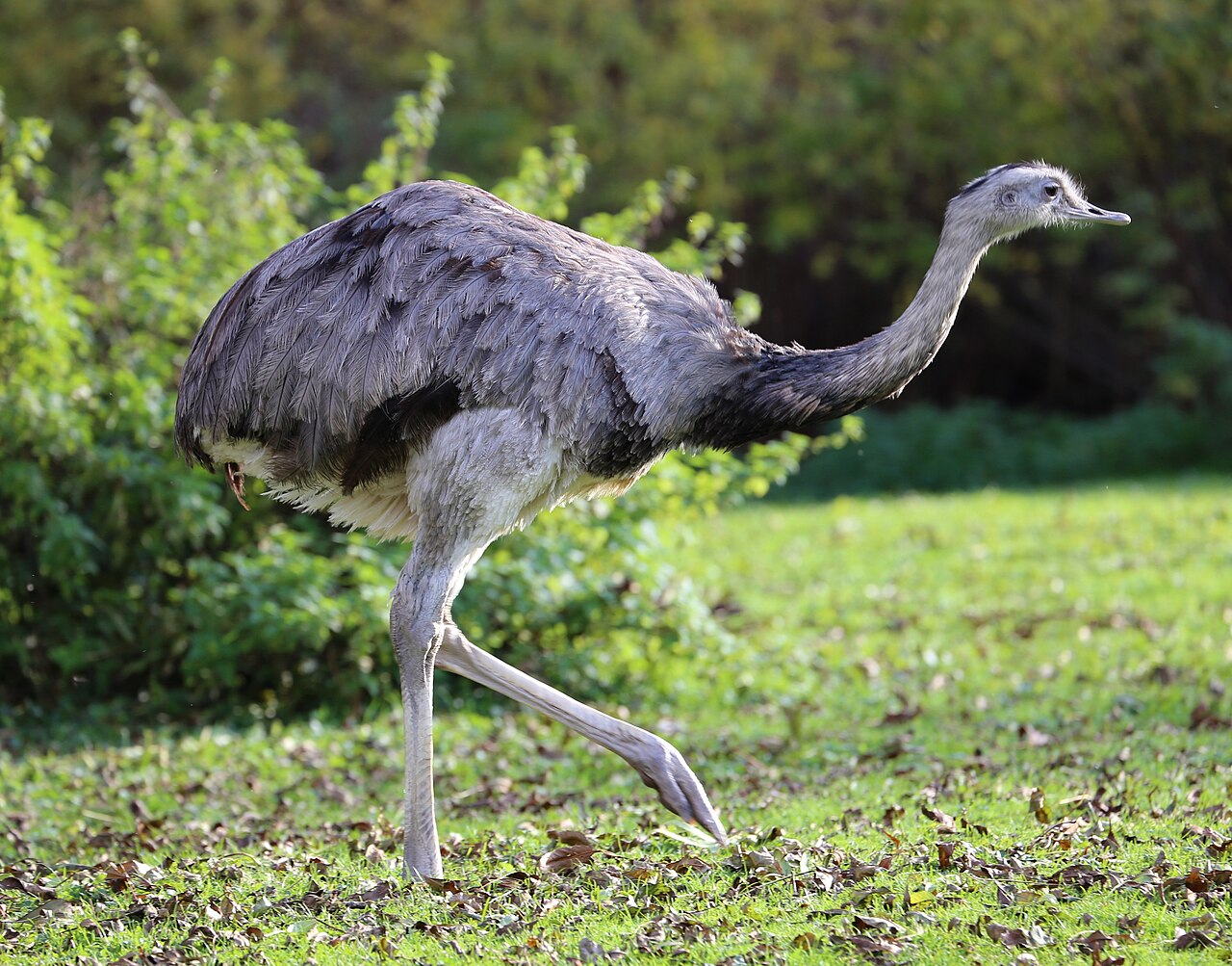 Ema (Rhea americana)