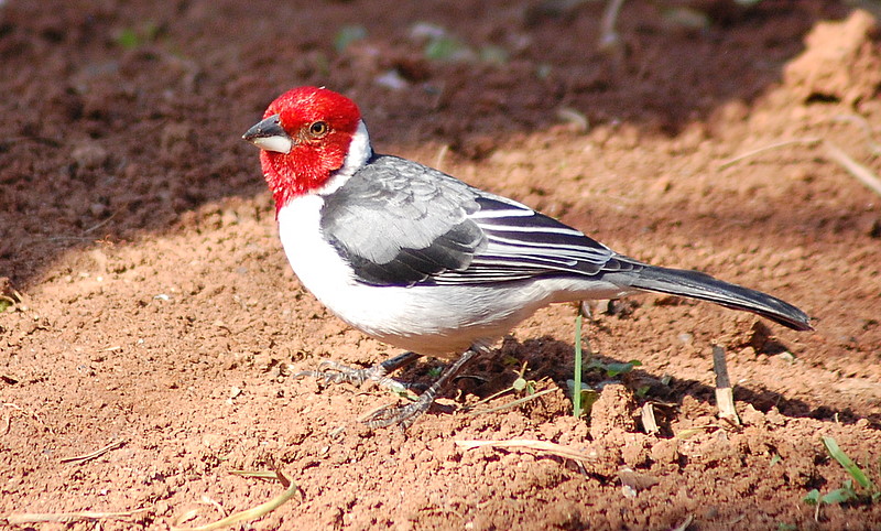 Galo-da-campina (Paroaria dominicana)