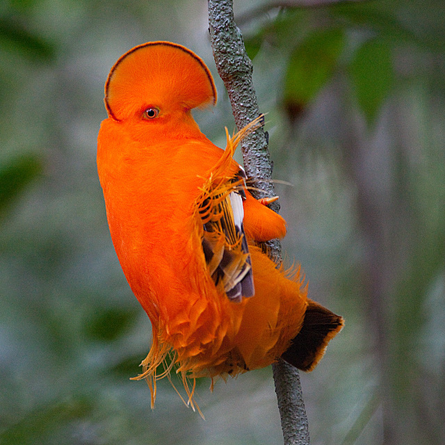 Galo-da-serra (Rupicola rupicola)