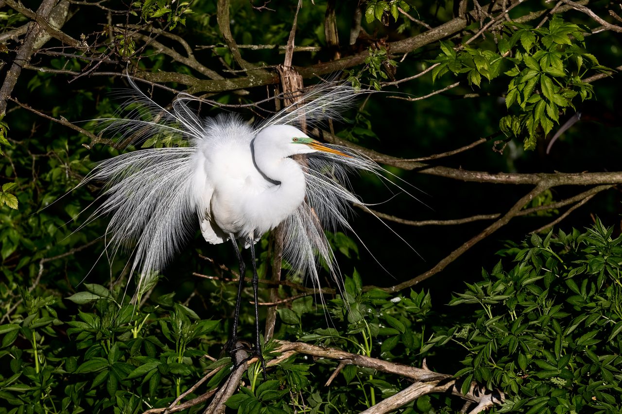 Garça-branca-grande (Ardea alba)