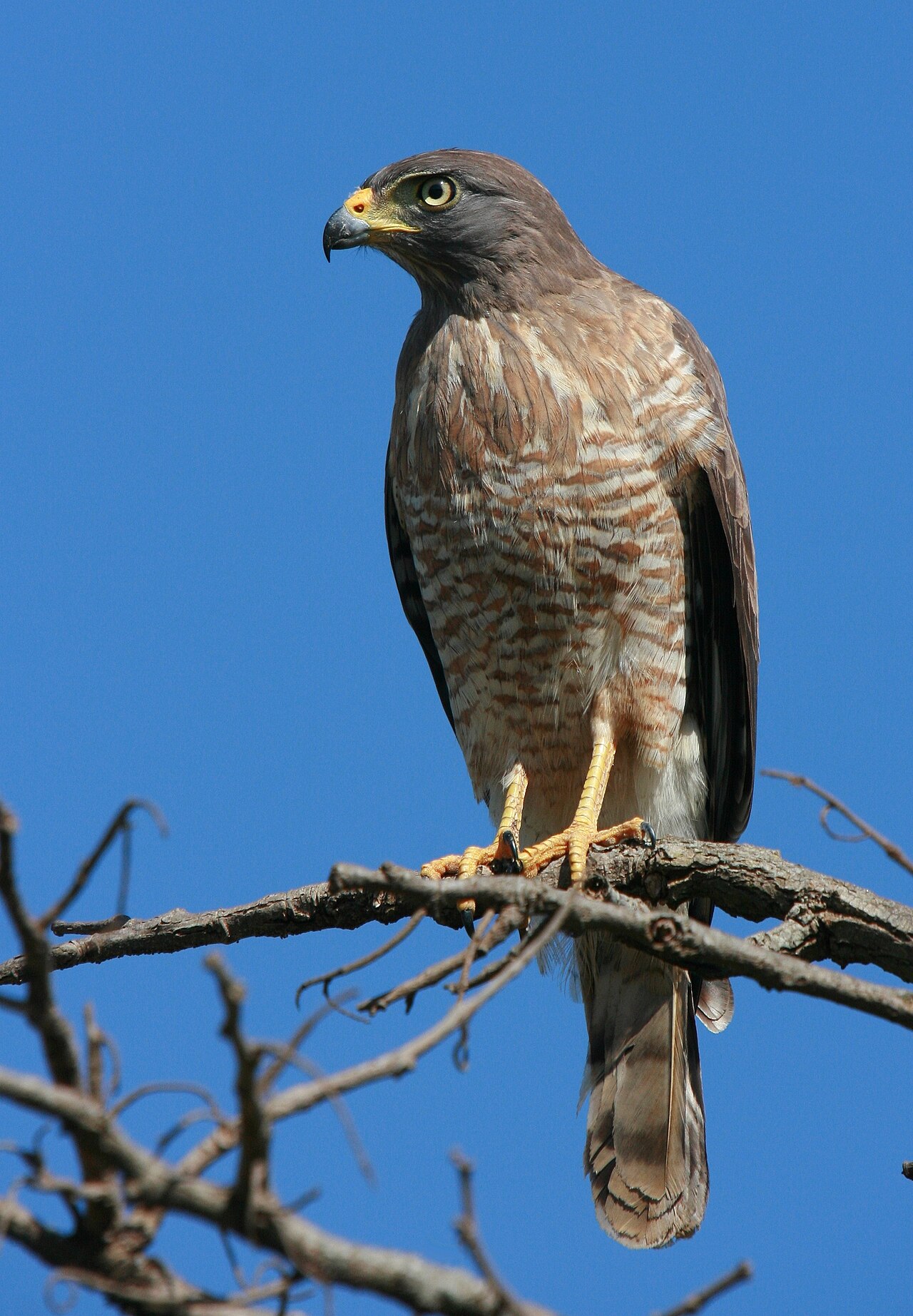 Gavião-carijó (Rupornis magnirostris)