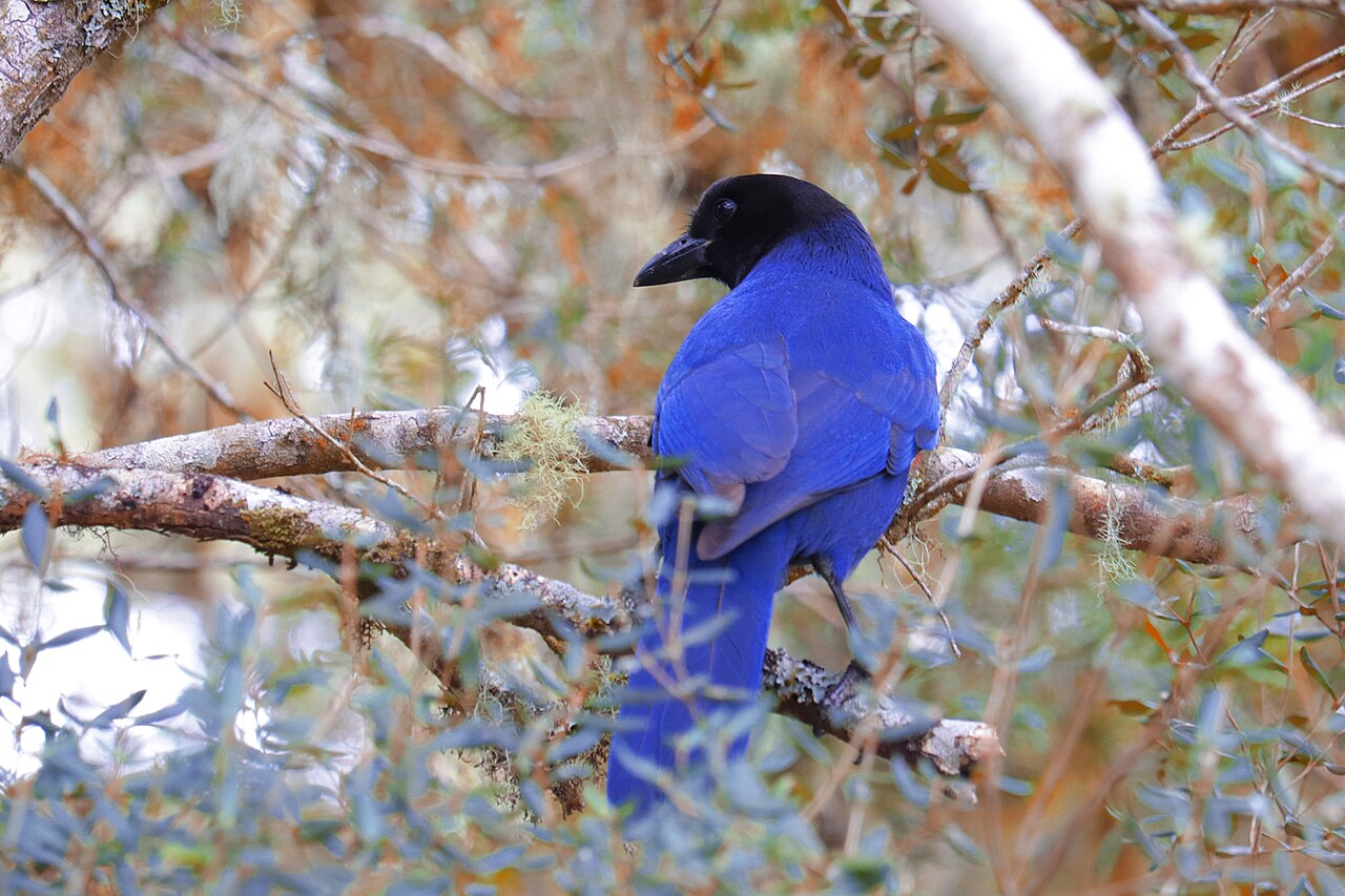 Gralha-azul (Cyanocorax caeruleus)