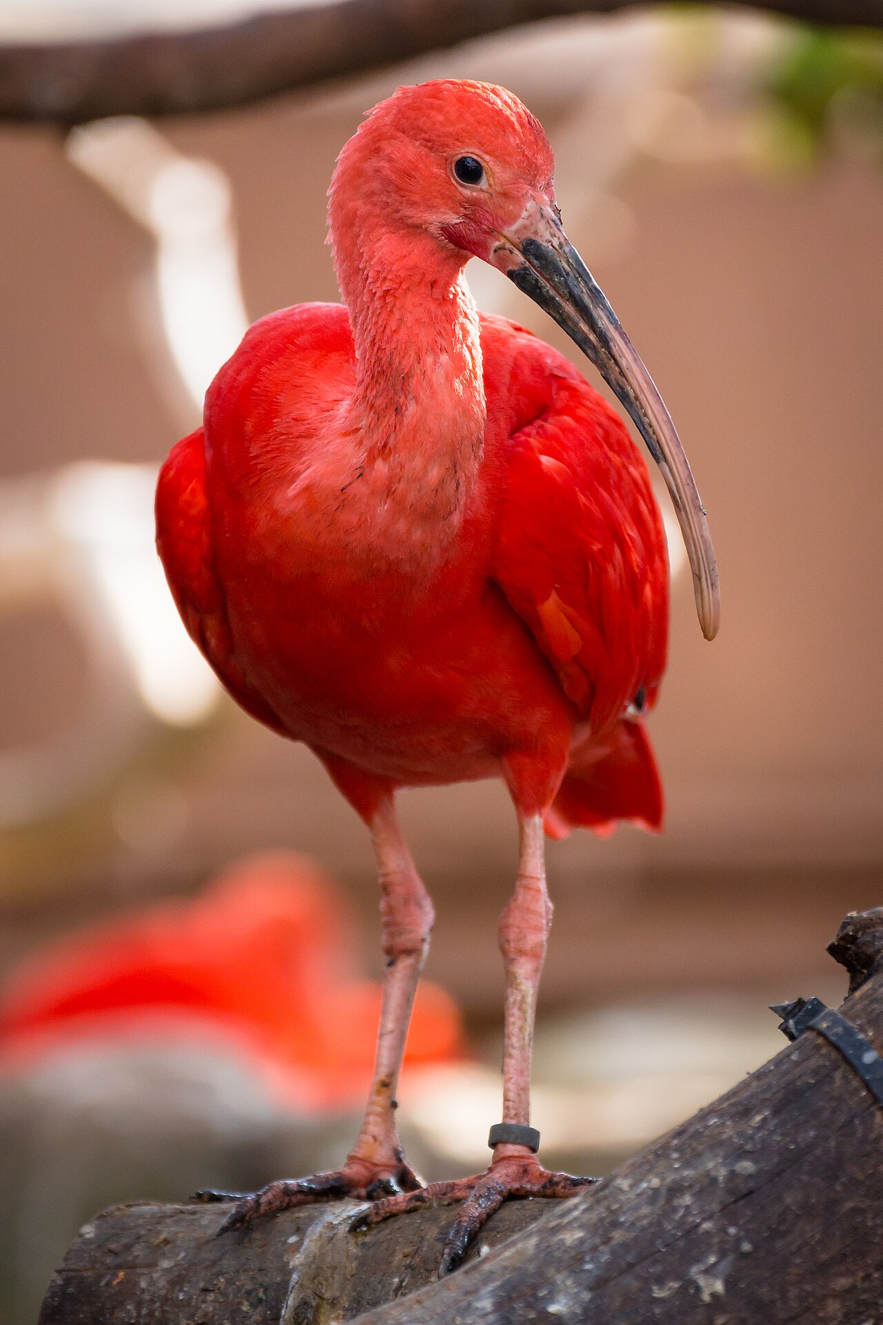 Guará (Eudocimus ruber)