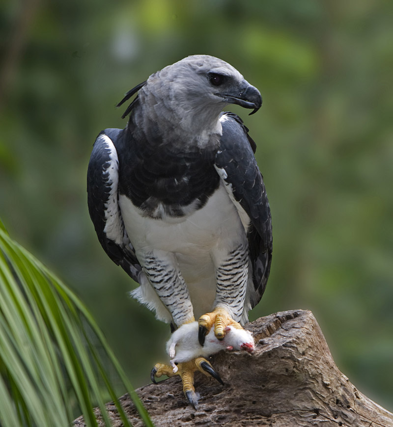 Harpia (Harpia harpyja)