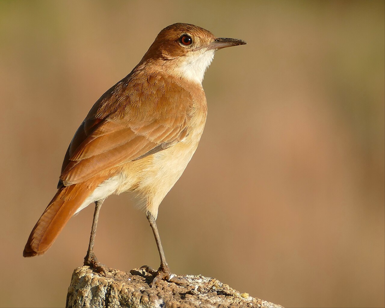 João-de-barro (Furnarius rufus)