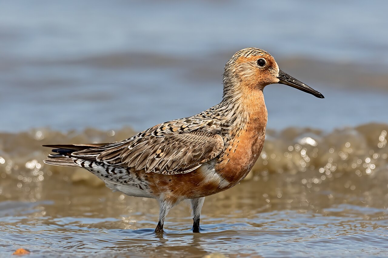 Maçarico-de-papo-vermelho (Calidris canutus)