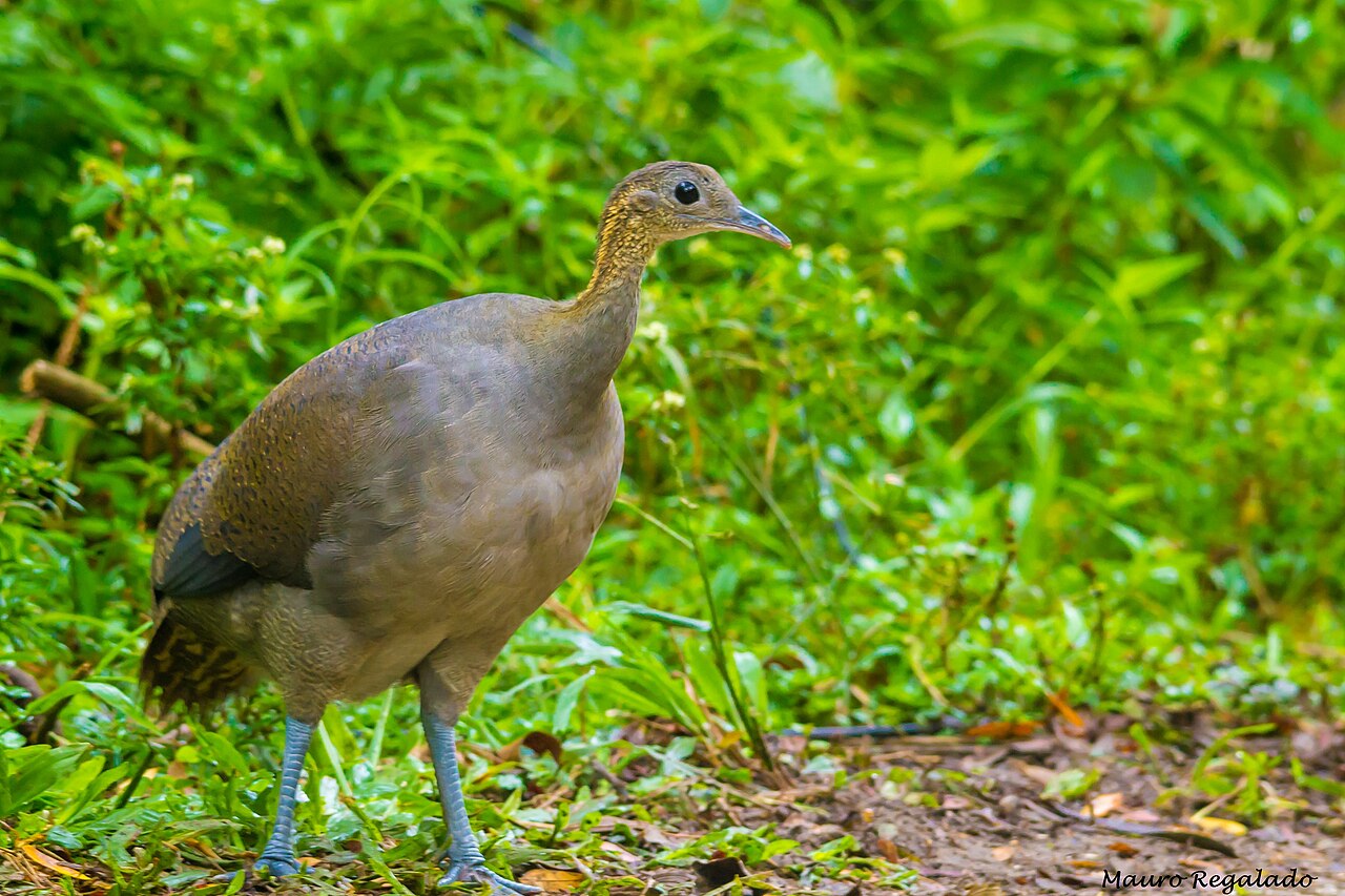 Macuco (Tinamus solitarius)