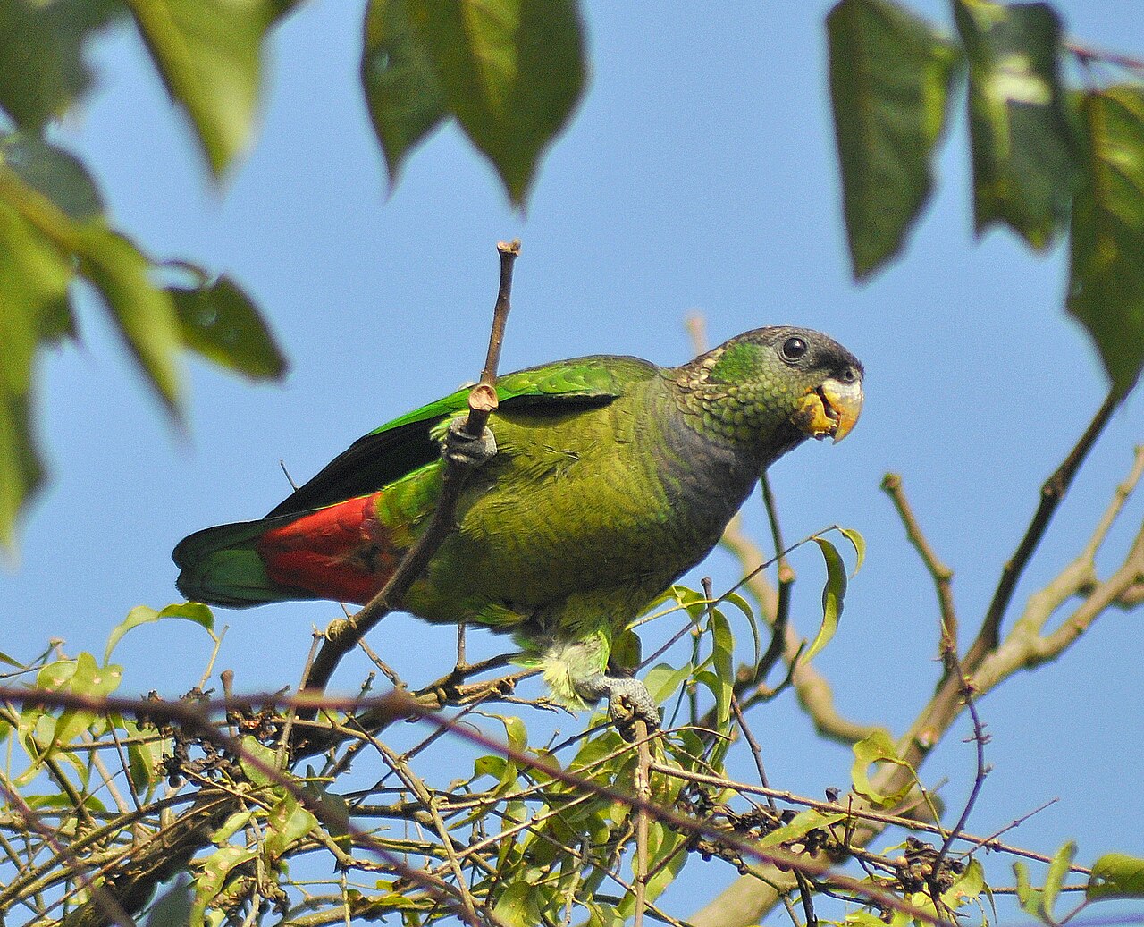 Maitaca-verde (Pionus maximiliani)