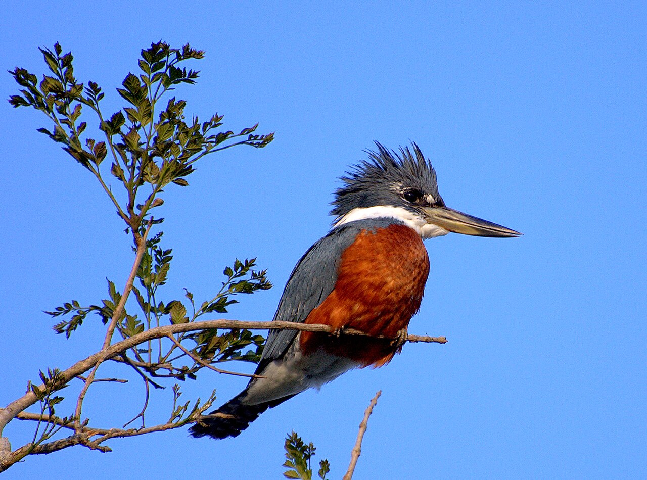 Martim-pescador-grande (Megaceryle torquata)