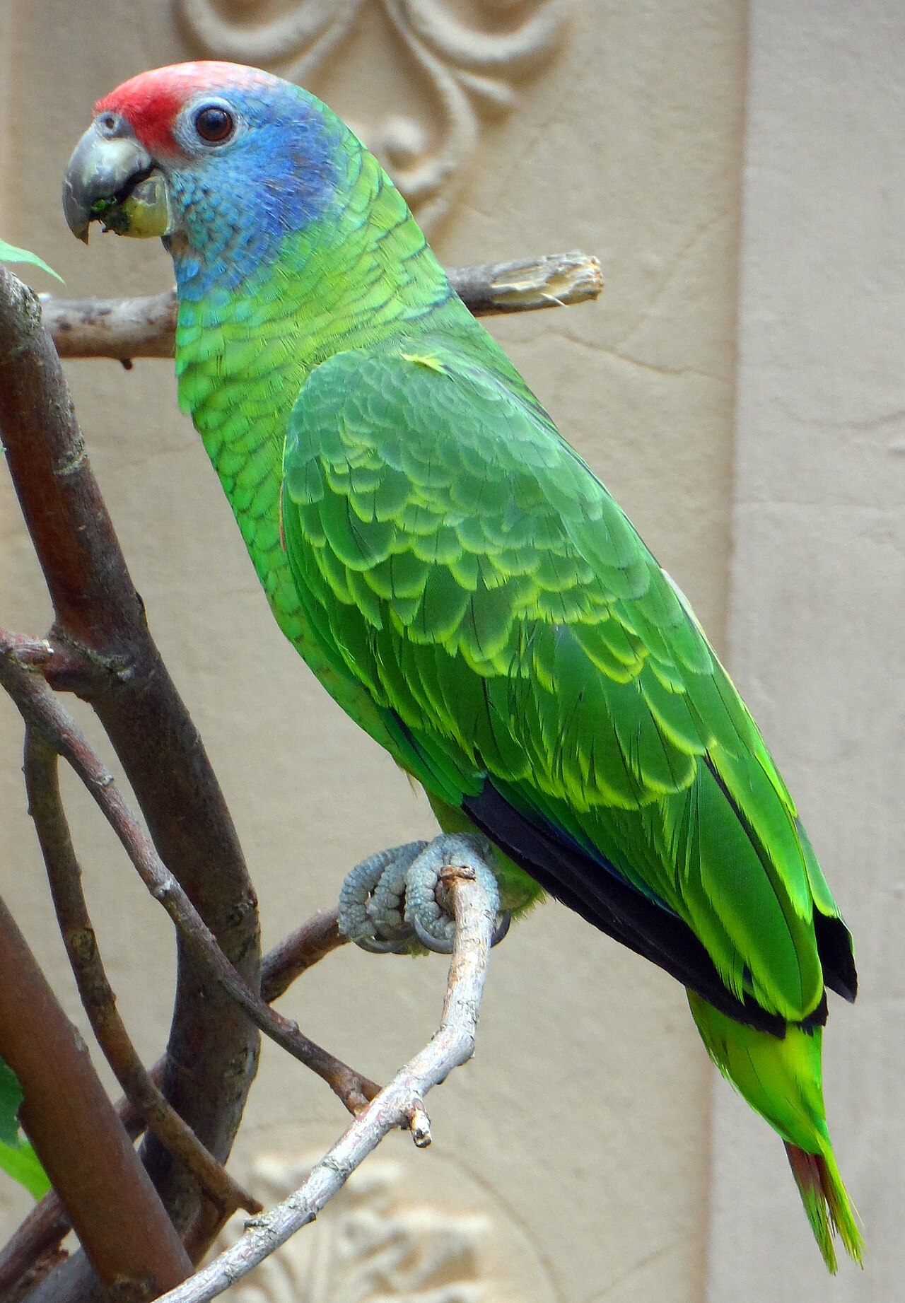 Papagaio-de-cara-roxa (Amazona brasiliensis)