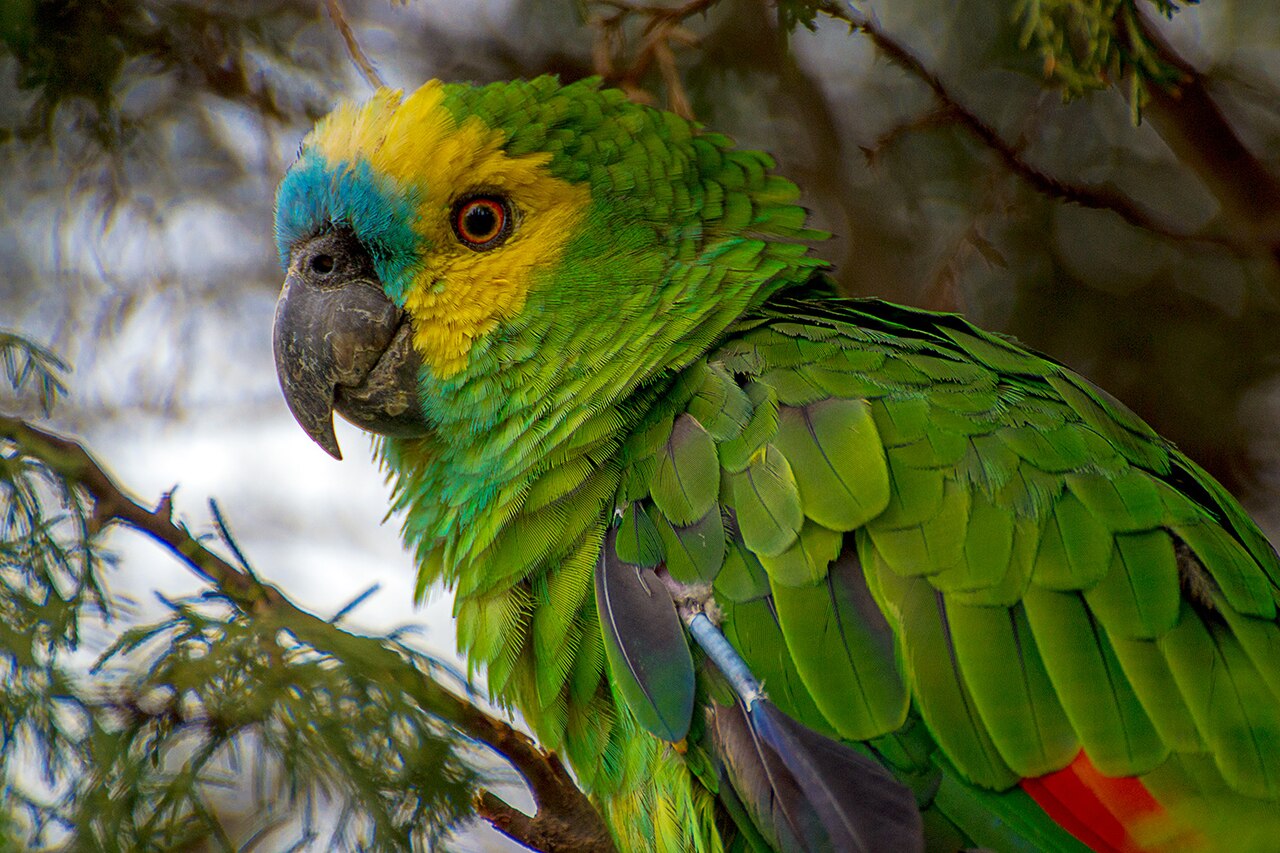 Papagaio-verdadeiro (Amazona aestiva)