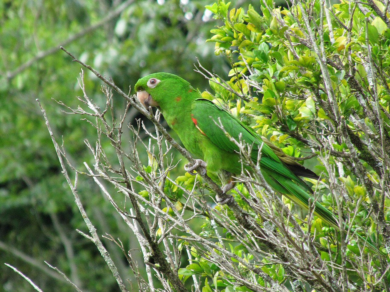 Periquitão-maracanã (Psittacara leucophthalmus)