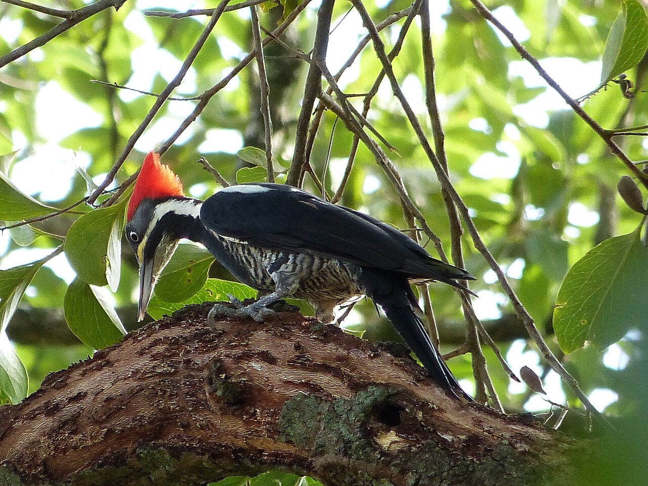 Pica-pau-de-banda-branca (Dryocopus lineatus)