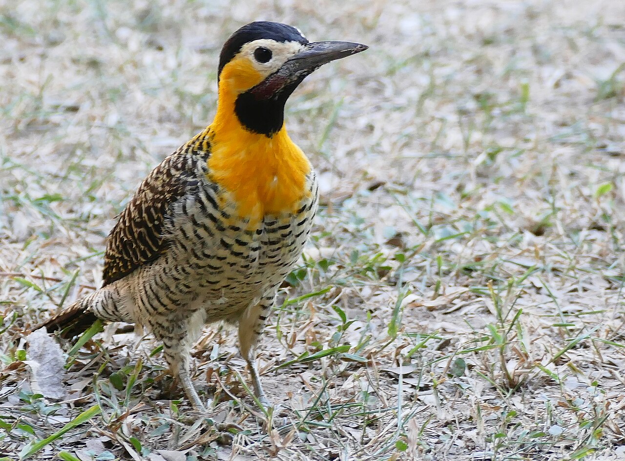 Pica-pau-do-campo (Colaptes campestris)