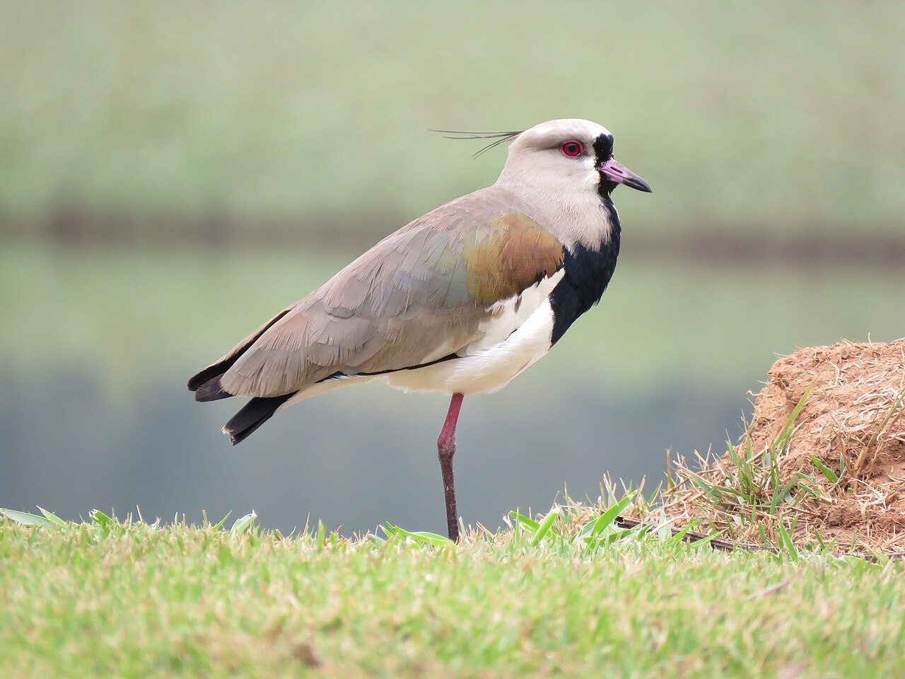 Quero-quero (Vanellus chilensis)