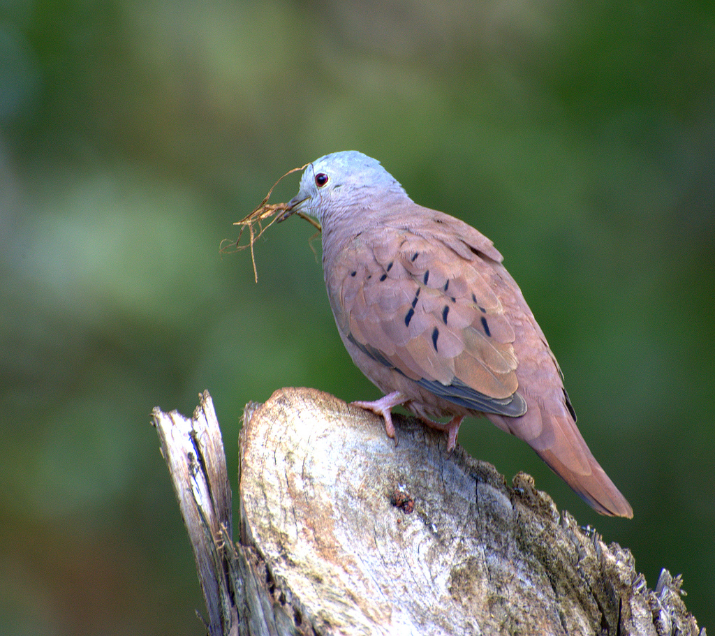 Rolinha-roxa (Columbina talpacoti)