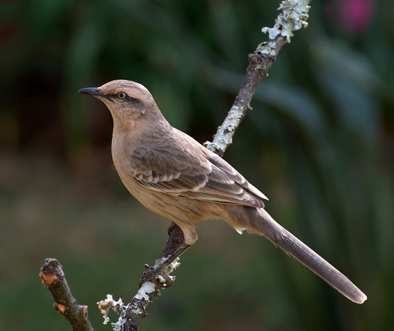Sabiá-do-campo (Mimus saturninus)