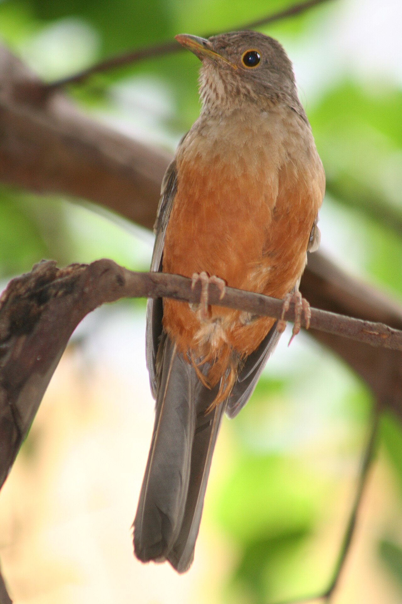 Sabiá-laranjeira (Turdus rufiventris)