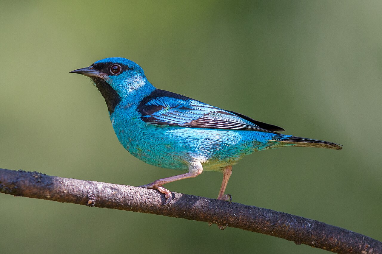 Saí-azul (Dacnis cayana)