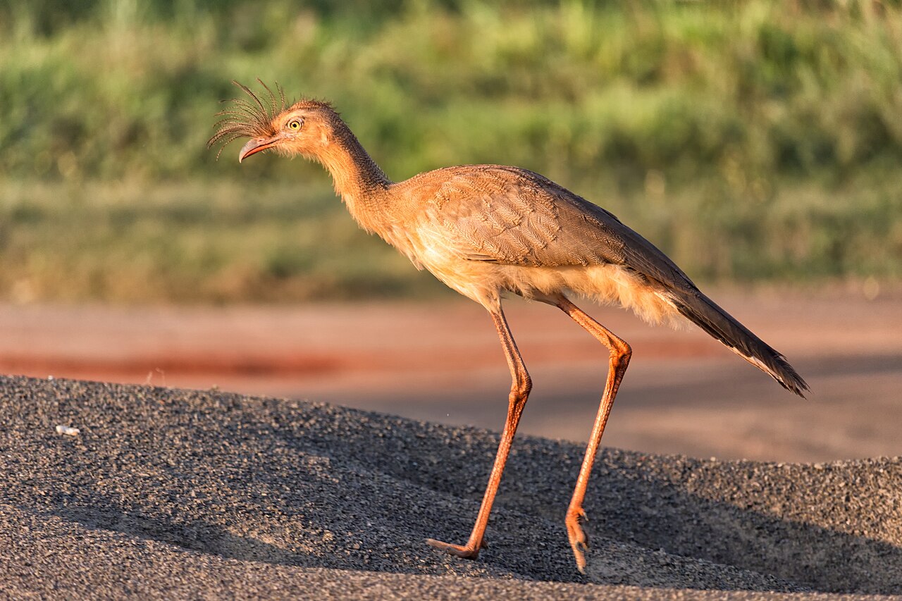 Seriema (Cariama cristata)