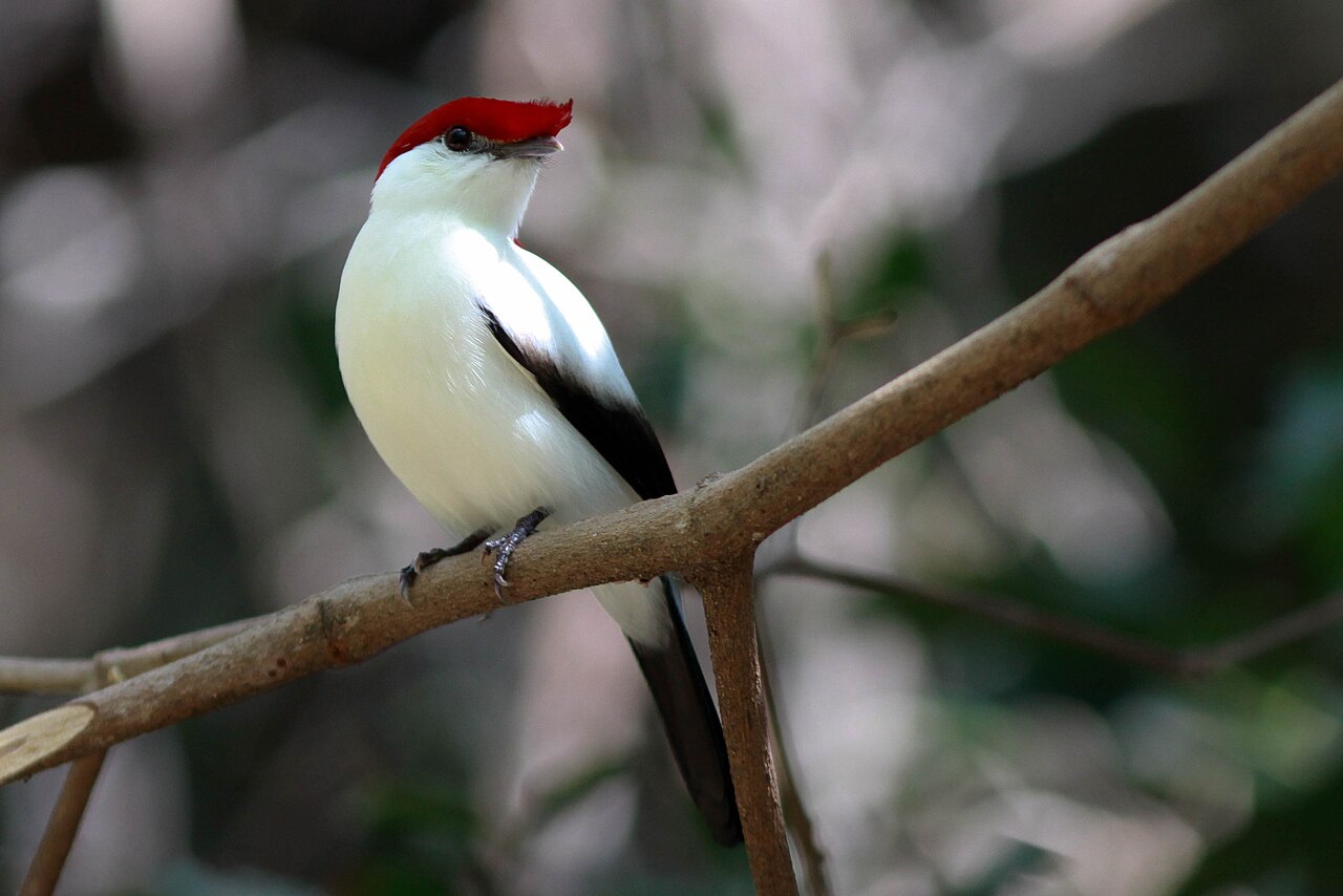 Soldadinho-do-araripe (Antilophia bokermanni)