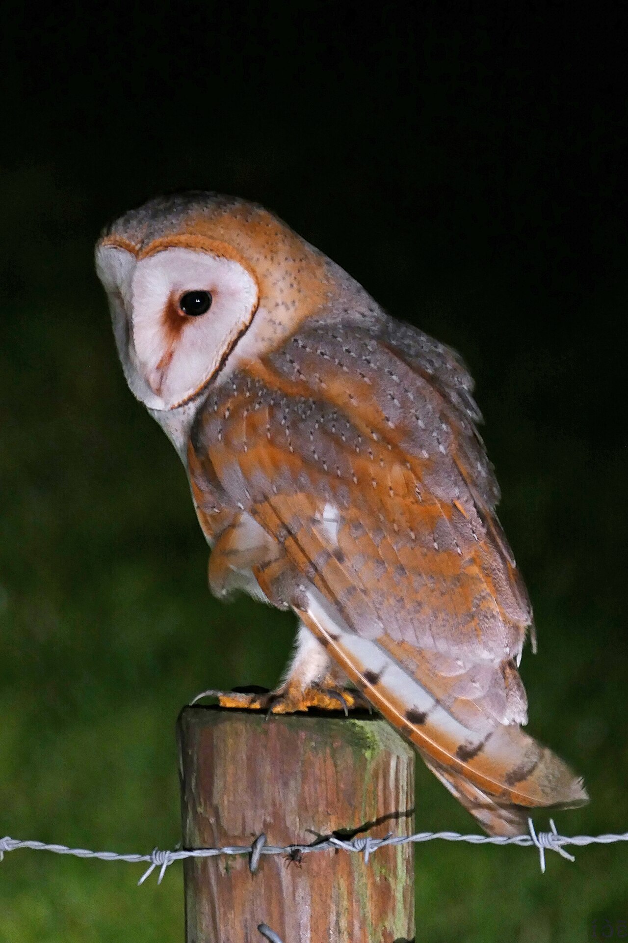 Suindara (Tyto furcata)