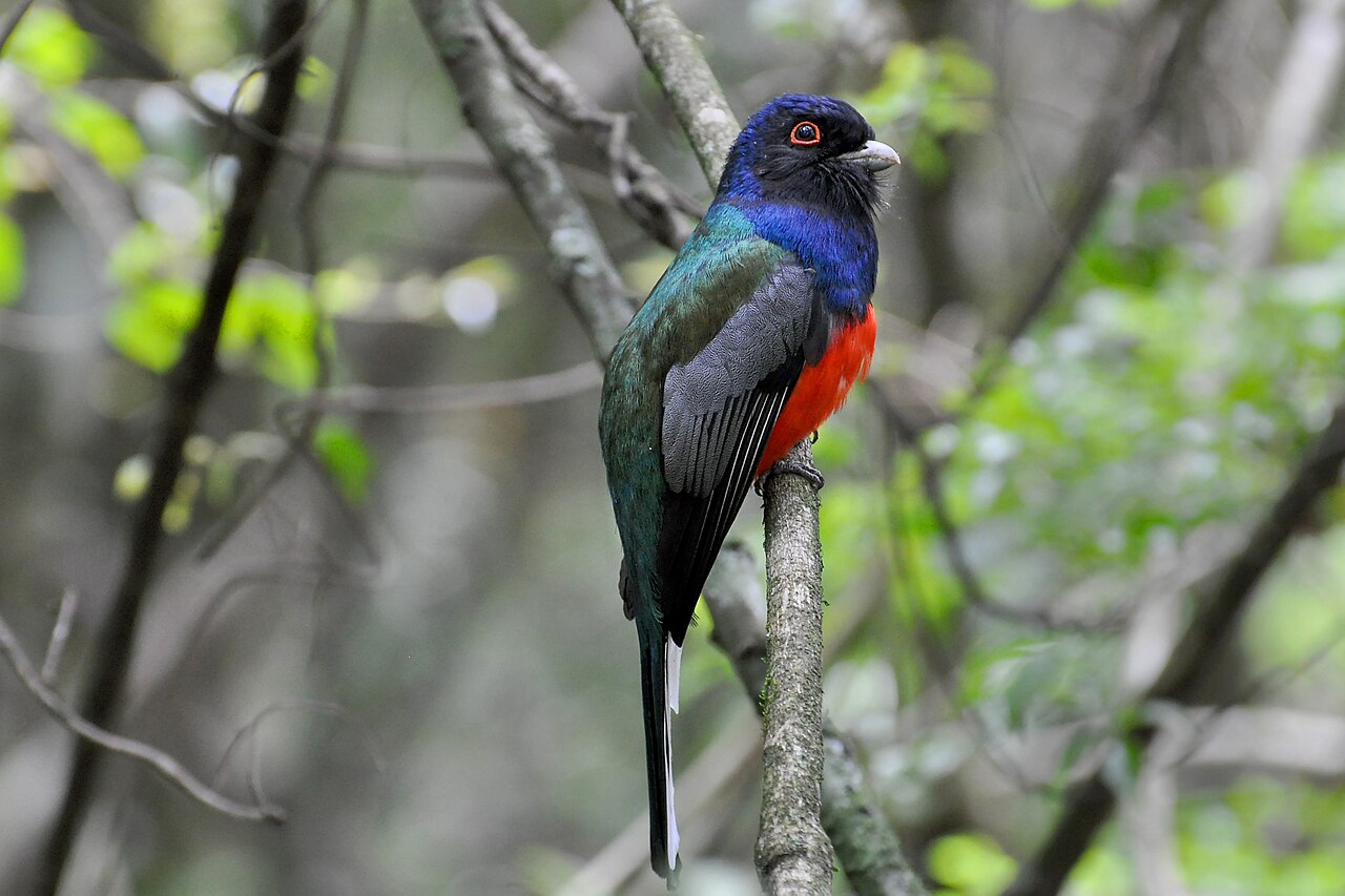 Surucuá-variado (Trogon surrucura)