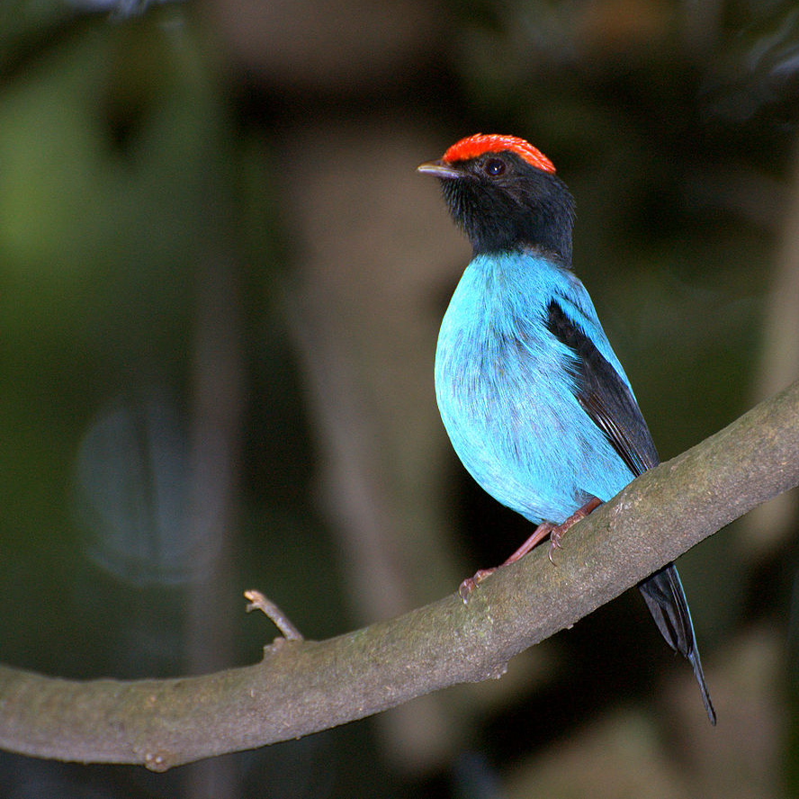 Tangará-dançarino (Chiroxiphia caudata)