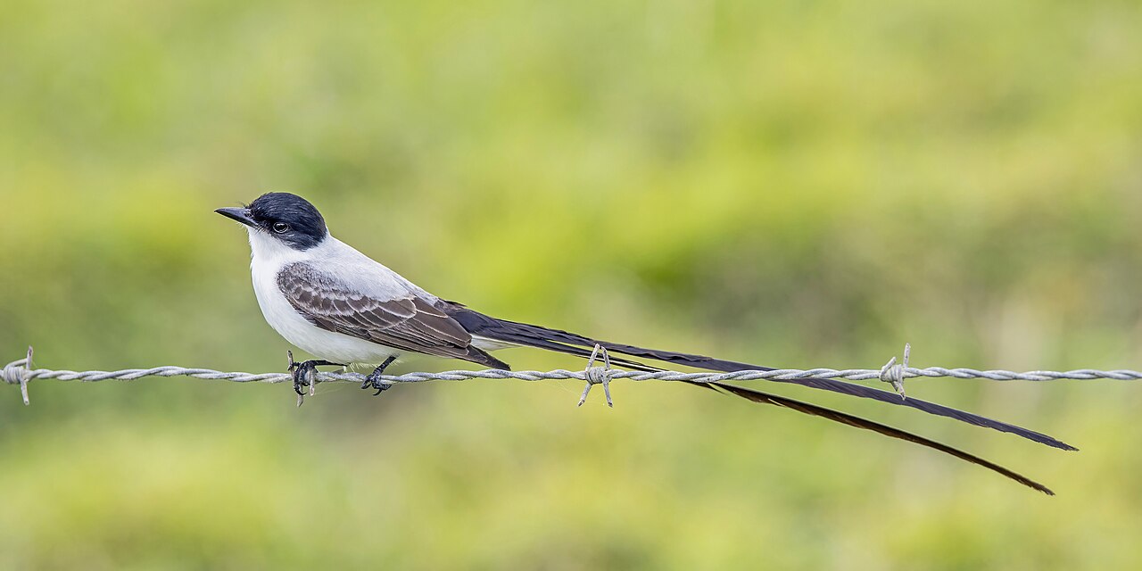 Tesourinha (Tyrannus savana)