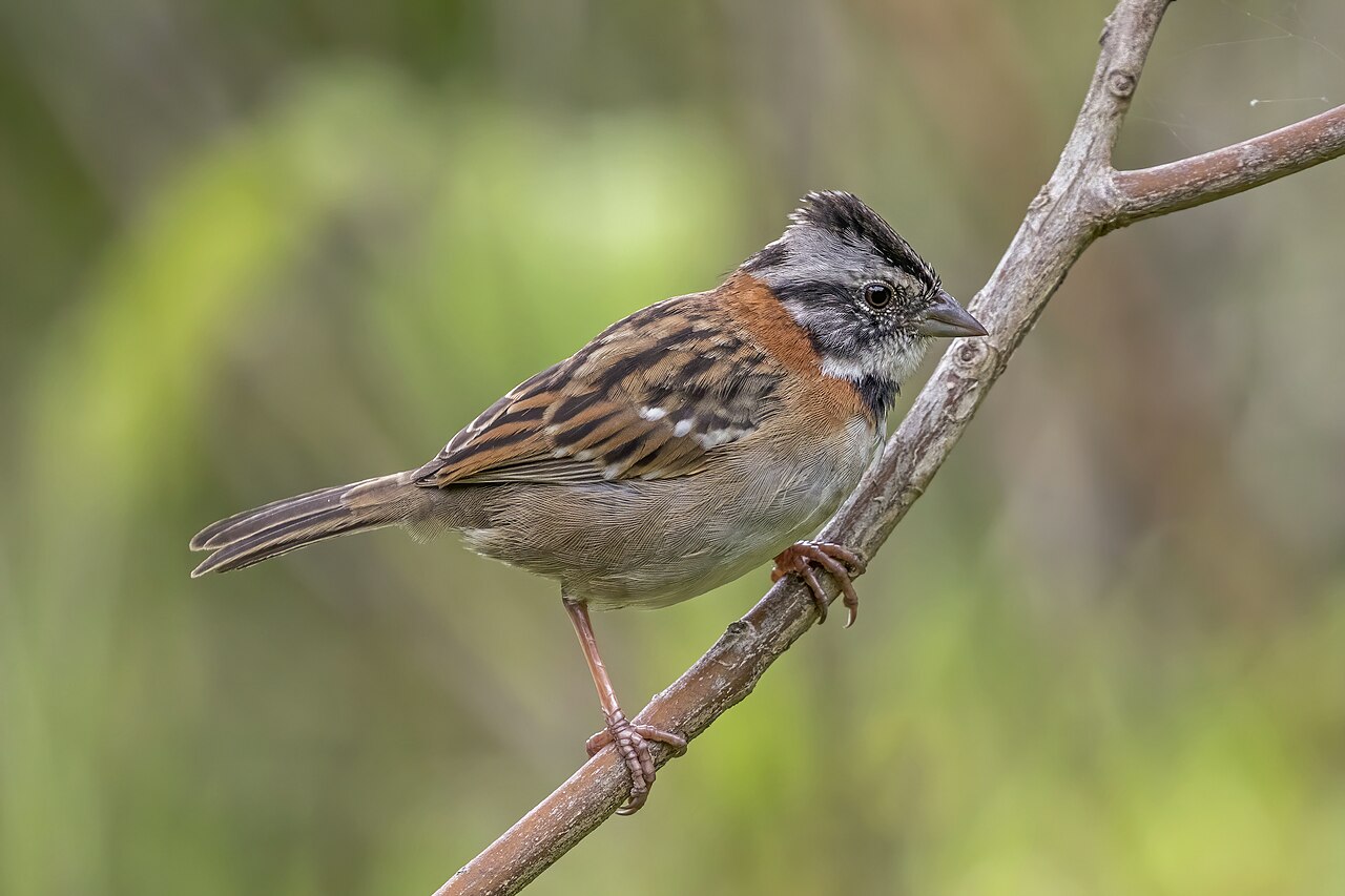 Tico-tico (Zonotrichia capensis)