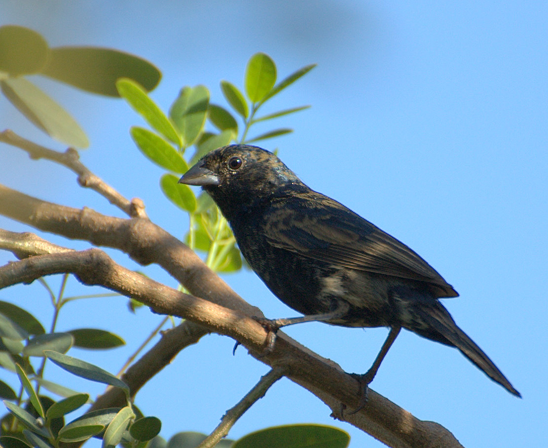 Tiziu (Volatinia jacarina)