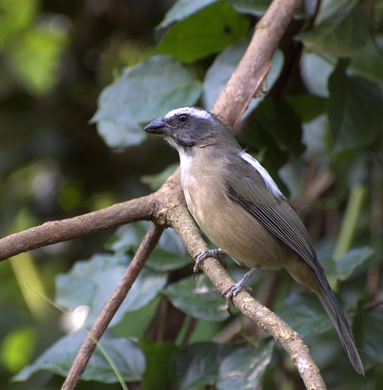 Trinca-ferro (Saltator similis)