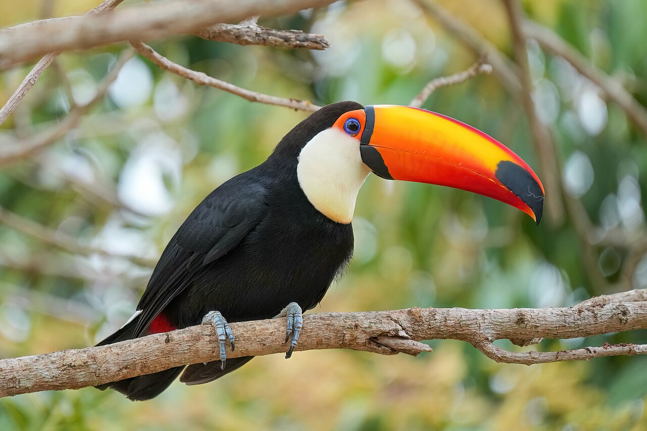 Tucano-toco (Ramphastos toco)