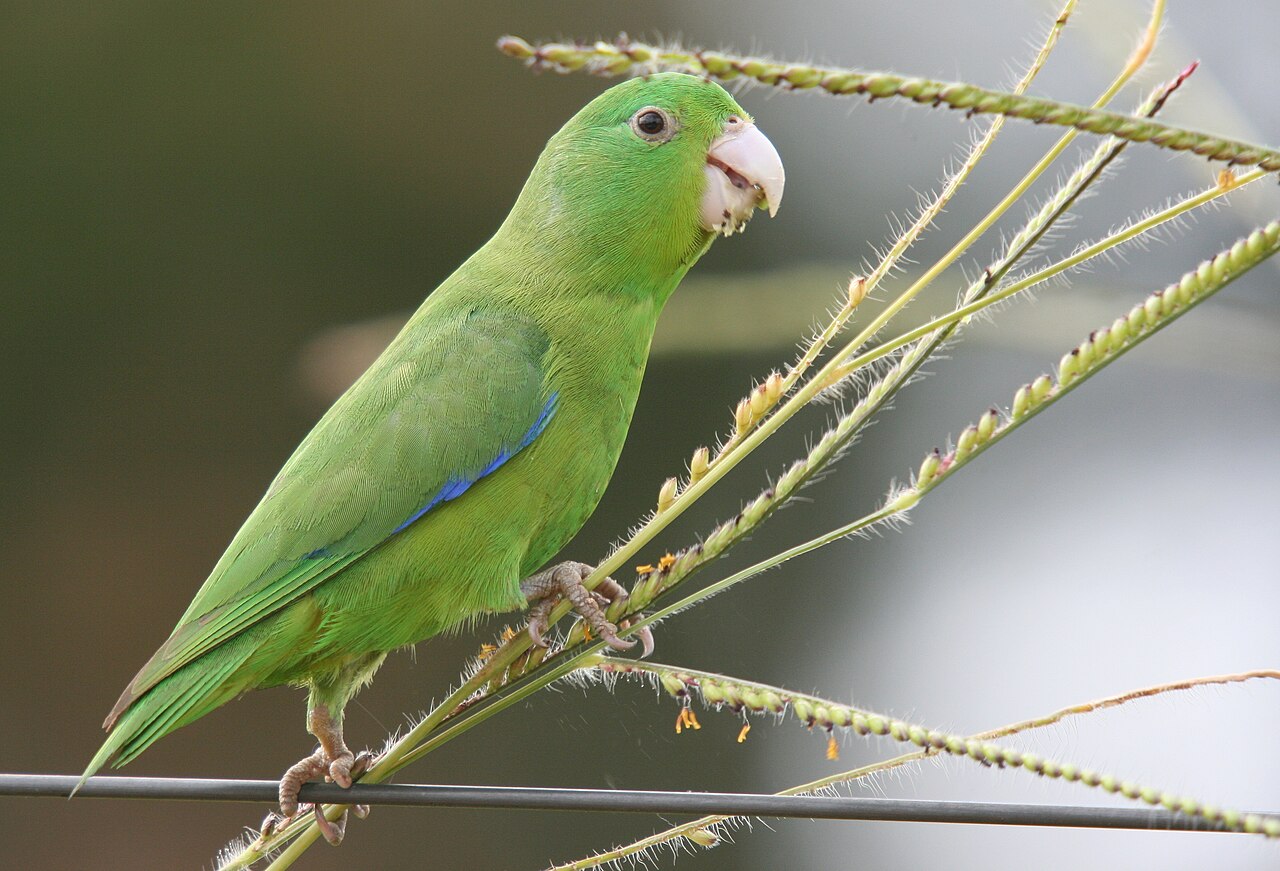 Tuim (Forpus xanthopterygius)