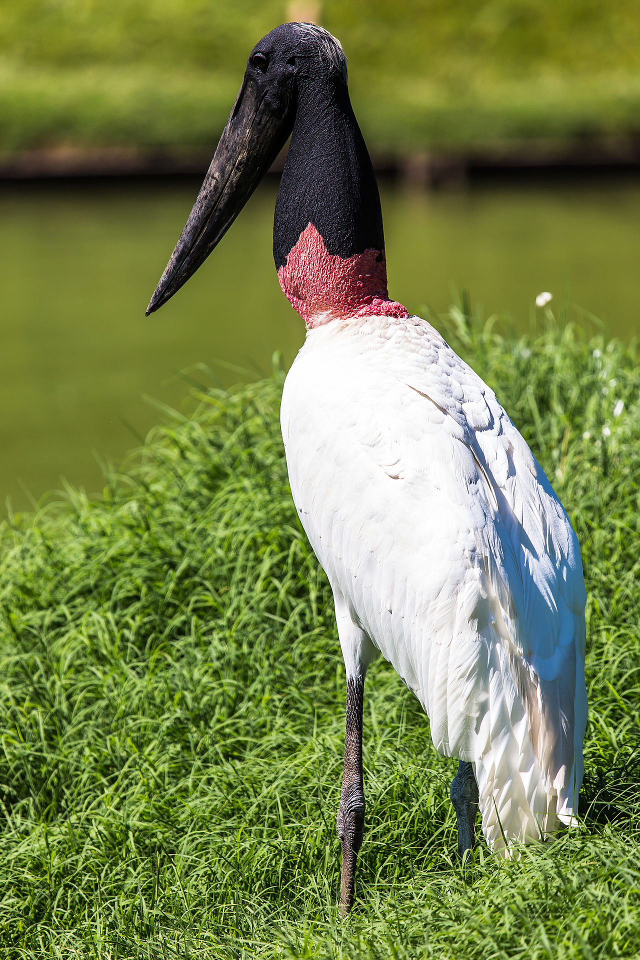 Tuiuiú (Jabiru mycteria)