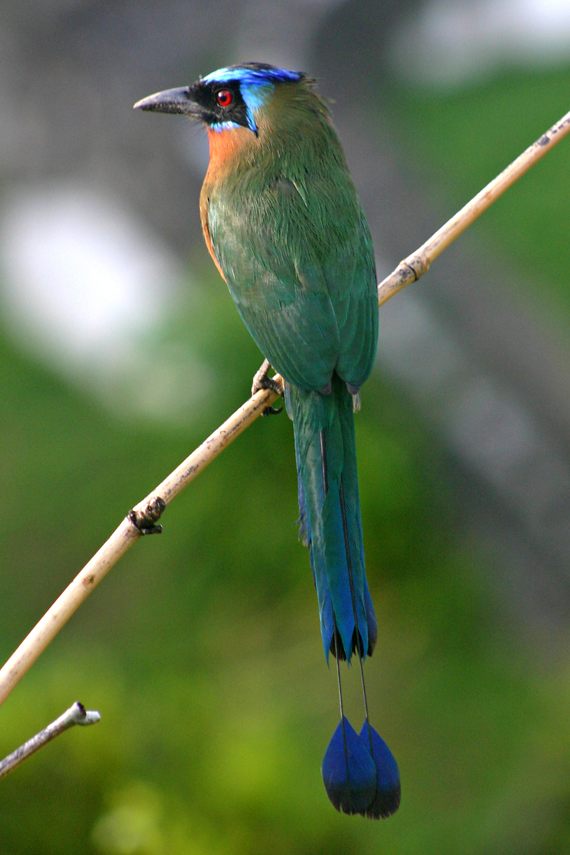 Udu-de-coroa-azul (Momotus momota)