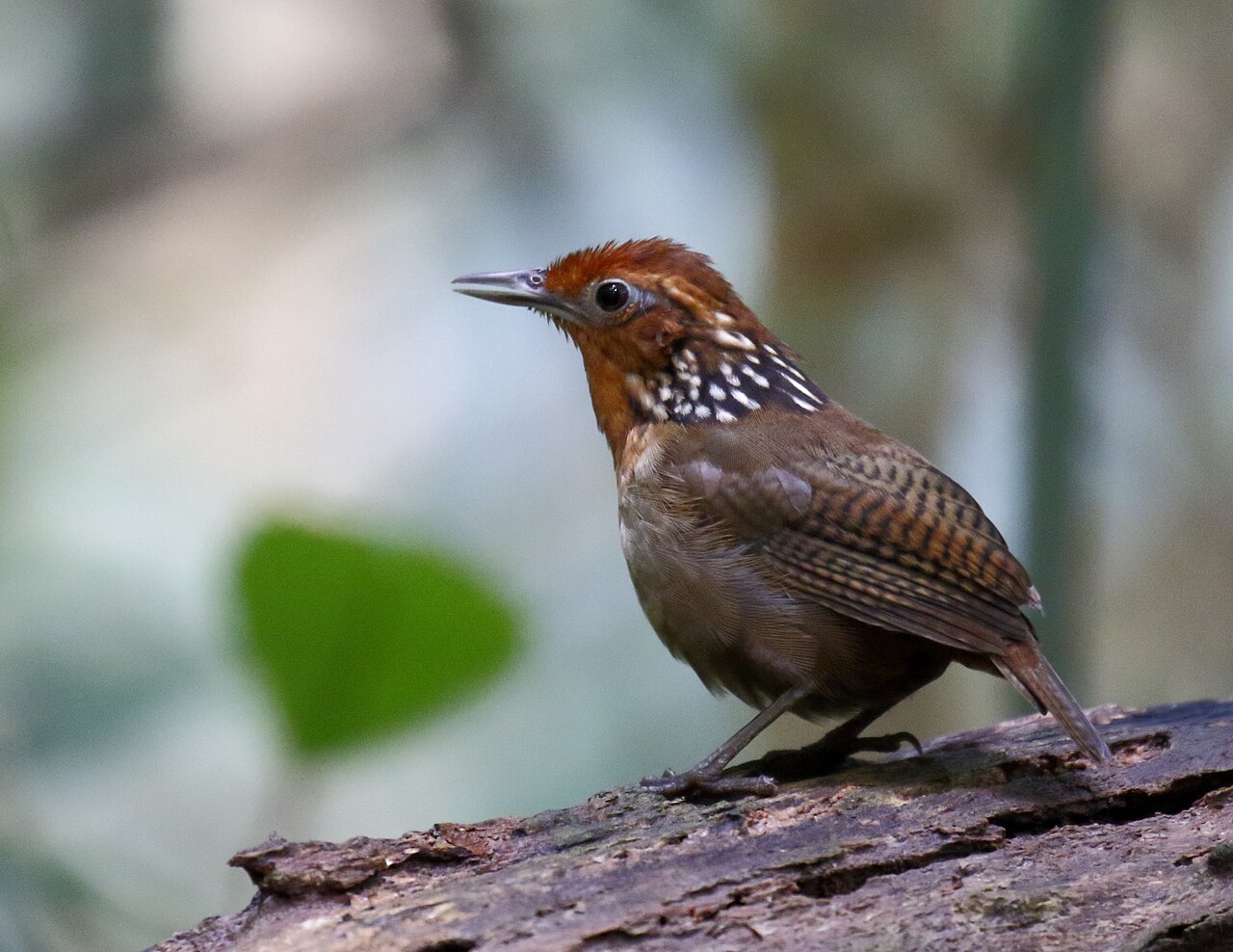 Uirapuru-verdadeiro (Cyphorhinus arada)